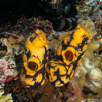 Polycarpa aurata (Ink-Spot Sea Squirt)