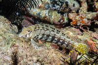 Parapercis cylindrica (Sharpnose Sandperch)