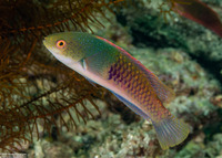 Cirrhilabrus cyanopleura (Bluesided Fairy Wrasse)