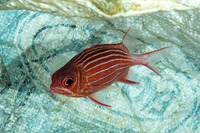 Sargocentron diadema (Crown Squirrelfish)