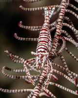 Laomenes pardus (Leopard Crinoid Shrimp)