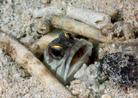 Opistognathus randalli (Yellowbarred Jawfish)