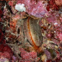 Ctenoides ales (Electric Fileclam)