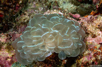 Plerogyra sinuosa (Pearl Bubble Coral)