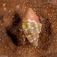 Calcinus pulcher (Beautiful Hermit Crab)