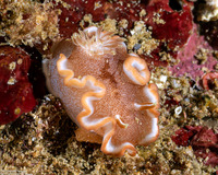 Glossodoris rufomarginata (White-Margin Nudibranch)