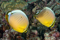 Chaetodon lunulatus (Redfin Butterflyfish)