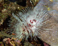 Protula bispiralis (Red Fan Worm)