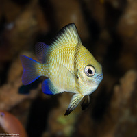 Dascyllus reticulatus (Reticulated Dascyllus)