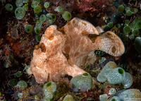 Antennarius pictus (Painted Frogfish)