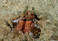 Lysiosquilla lisa (Lisa's Mantis Shrimp)