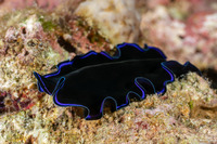Pseudoceros sapphirinus (Sapphire Flatworm)