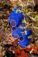 Clavelina coerulea (Clavelina Coerulea)