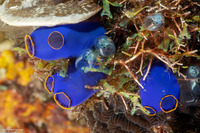 Clavelina coerulea (Clavelina Coerulea)