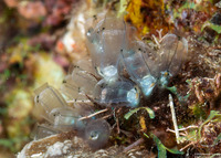 Clavelina sp.8 (Clavelina sp.8)