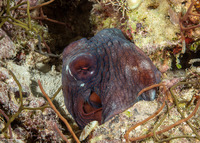 Octopus cyanea (Day Octopus)