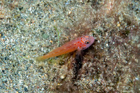 Trimma halonevum (Redspot Dwarfgoby)