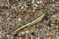 Valenciennea limicola (Mud Goby)