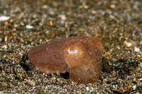 Sepia latimanus (Broadclub Cuttlefish)