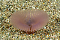 Serpulidae sp.1 (Serpulidae sp.1)