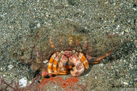 Dardanus pedunculatus (Anemone Hermit Crab)