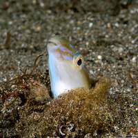 Xiphasia setifer (Snake Blenny)