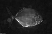 Alectis ciliaris (Threadfin Jack)