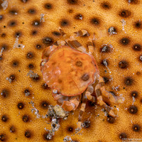 Lissocarcinus orbicularis (Sea Cucumber Crab)