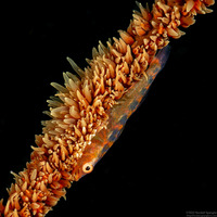 Bryaninops yongei (Wire Coral Goby)