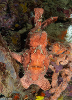 Antennarius commerson (Commerson's Frogfish)
