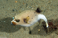 Arothron nigropunctatus (Blackspotted Puffer)