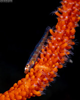 Bryaninops amplus (Large Whip Goby)
