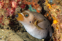 Arothron nigropunctatus (Blackspotted Puffer)