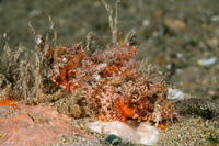 Scorpaenopsis venosa (Raggy Scorpionfish)