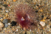 Sabellastarte spectabilis (Common Feather Duster Worm)