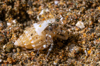 Catapagurus sp.1 (Catapagurus sp.1)