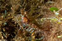 Metapenaeopsis sp.1 (Metapenaeopsis sp.1)