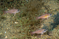 Ostorhinchus moluccensis (Moluccan Cardinalfish)