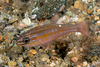 Ostorhinchus moluccensis (Moluccan Cardinalfish)