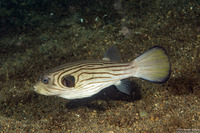 Arothron manilensis (Striped Puffer)