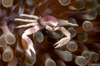 Neopetrolisthes maculatus (Spotted Porcelain Crab)