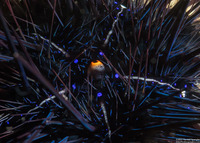 Diadema setosum (Black Longspine Sea Urchin)