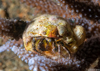 Dardanus lagopodes (Dark Knee Hermit Crab)