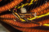 Allogalathea elegans (Elegant Crinoid Squat Lobster)