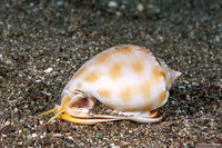 Phalium bandatum (Banded Bonnet)