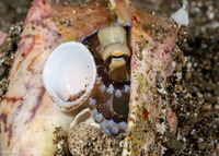 Amphioctopus marginatus (Coconut Octopus)