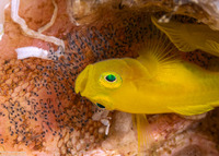 Lubricogobius exiguus (Ornate Goby)