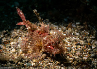 Pteroidichthys amboinensis (Ambon Scorpionfish)