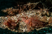 Pteroidichthys amboinensis (Ambon Scorpionfish)