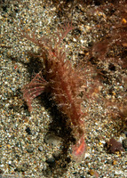 Pteroidichthys amboinensis (Ambon Scorpionfish)